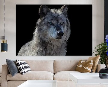 Wolf, Rocky Mountains Wolf van Gert Hilbink