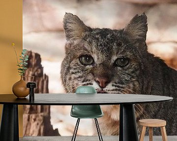 Rode Lynx : Koninklijke Burgers' Zoo