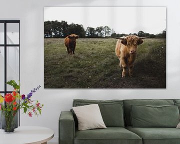 Schotse Hooglanders van Rob Veldman