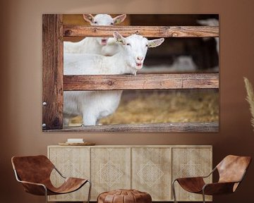 Ziegen auf dem Bauernhof von Roland de Zeeuw fotografie