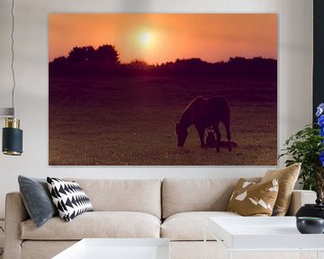Paard en veulen met zonsondergang