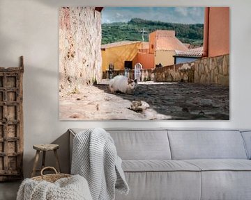 Oude kat op Sardinië van Tom Rijpert
