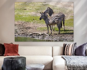 Zebra : Royal Citizens' Zoo by Loek Lobel