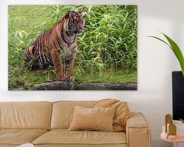 Sumatra-Tiger : Königlicher Burger-Zoo von Loek Lobel