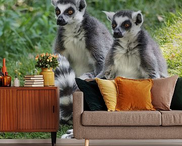 Ringelschwanzlemur : Safaripark Beekse Bergen von Loek Lobel