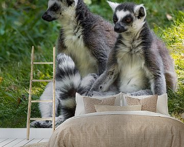 Ringelschwanzlemur : Safaripark Beekse Bergen von Loek Lobel