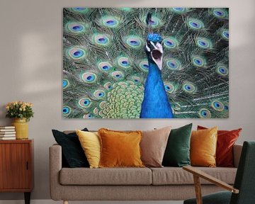 peacock by Geert Heldens