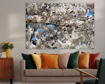 cherry blossom by Geert Heldens