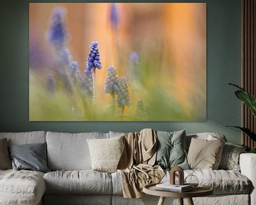 blue grapes by Ria Bloemendaal