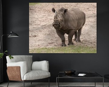 Rhinocéros blanc ou rhinocéros à larges lèvres : Safaripark Beekse Bergen sur Loek Lobel