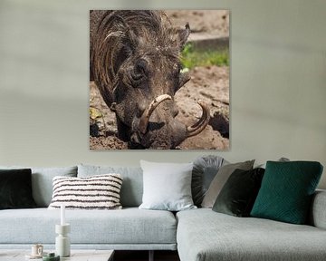 Wrattenzwijn of  Knobbelzwijn : Safaripark Beekse Bergen van Loek Lobel