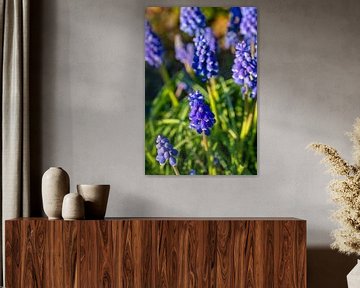 Hyacinth by Martin Haunhorst