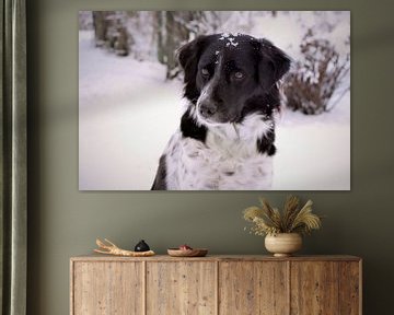 Hond in sneeuw / Dog in snow