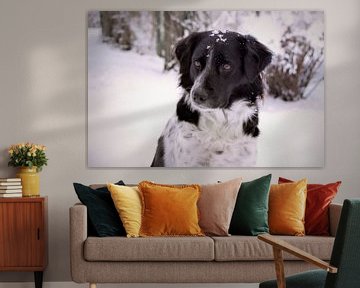 Hond in sneeuw / Dog in snow van Henk de Boer