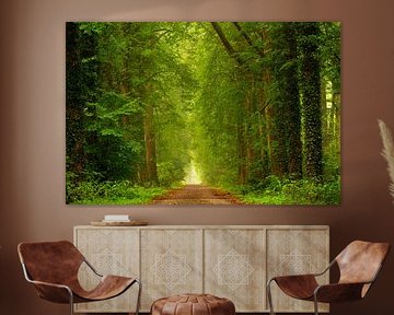 Le printemps dans la forêt de hêtres