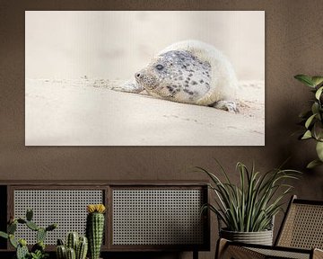 Cone seal @ Düne Helgoland by Martijn van Dellen