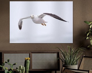 La mouette s'élève dans le ciel sur Rene du Chatenier