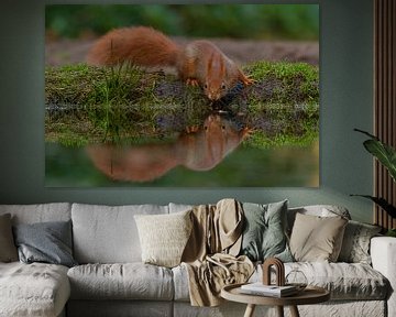 Eekhoorn kijkt in spiegel van Miranda Rijnen Fotografie