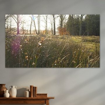 Sonnenstrahl durch das Gras