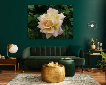 Rose - ochtendfrisse. Gele roos op een achtergrond van groen gebladerte van Paul Evdokimov