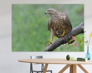 Mädchen mit einer Haltung (Habicht) von Harry Eggens