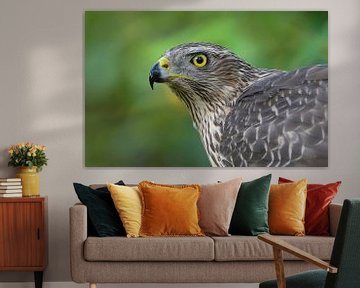 Young Lady (Northern Goshawk)