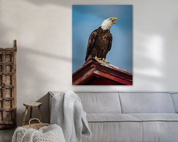 Bald Eagle by Denis Feiner