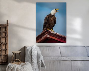 Weisskopfseeadler von Denis Feiner