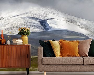 2 Moschusochsen für Snøhetta in Norwegen