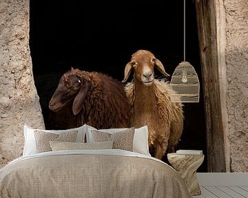 Two sheep by Daan Kloeg