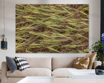 Graspluimen van Daan Kloeg