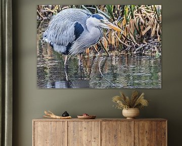 Catch of the day / Fishing grey heron by Art by Jeronimo