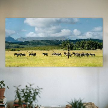 Zebras im Naturschutzgebiet Plettenberg