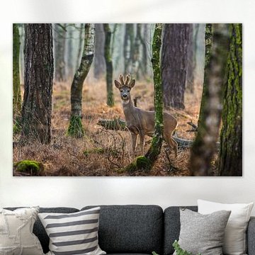 Reebok in alerte houding in de Nederlandse bossen