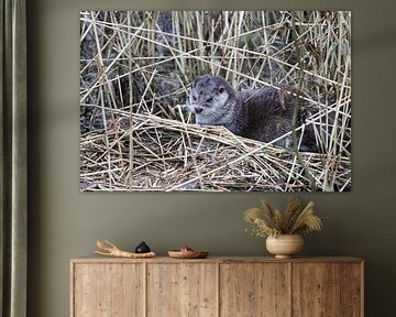 otter by jesper makkinje