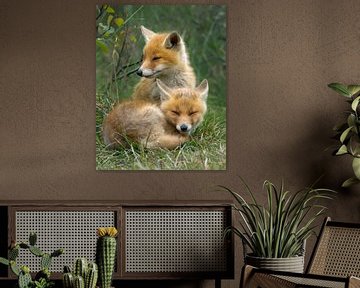 Two Young Foxes by Menno Schaefer