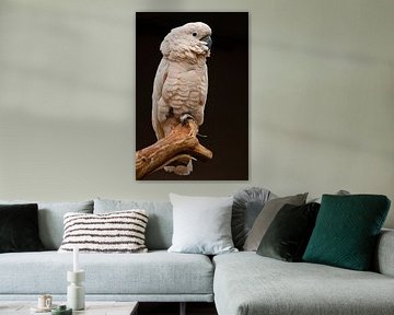 Moluccan cockatoo sits on a branch, by Michael Semenov