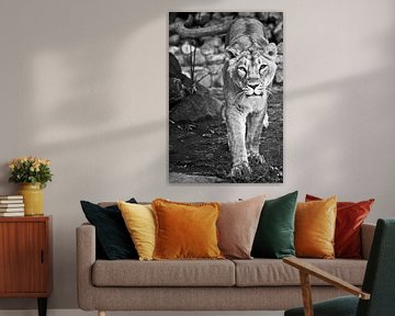 Le regard d'un prédateur est celui d'un lion sur Michael Semenov