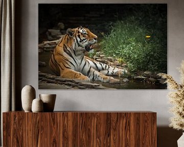 Un beau tigre, un grand chat prédateur sur Michael Semenov