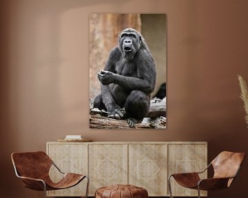 Très surprise, la femelle gorille a ouvert la bouche, choquée par ce qu'elle a vu, la vie des singes sur Michael Semenov