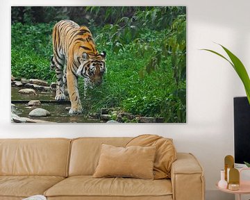 Een prachtige tijger, een grote roofkat op de achtergrond van een beekje en verzadigd smaragdgroen b