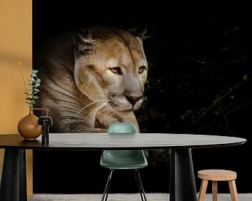 Eine stolze schöne Raubkatze sitzt in der Dunkelheit. Katze im Nachtwald, schwarzer Hintergrund. Pum von Michael Semenov