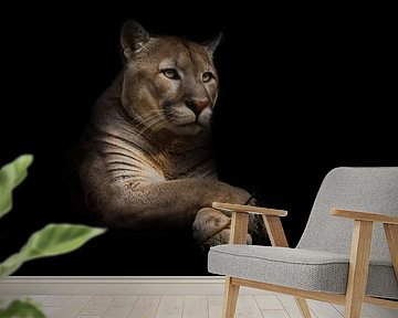 Eine stolze schöne Raubkatze sitzt in der Dunkelheit. Katze im Nachtwald, schwarzer Hintergrund. Pum von Michael Semenov