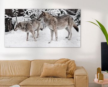 Wolves male and female play during mating in a snowy winter forest in snowfall. by Michael Semenov