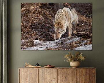 La louve femelle renifle les traces de la chasse dans la forêt au printemps ; la louve grise dans le sur Michael Semenov
