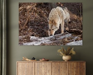 vrouwelijke wolf ruikt sporen van de jacht in het voorjaarsbos grijze wolf in het bos in het vroege 