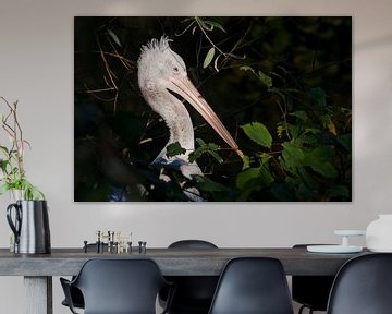 Pelikan-Jugendlicher Nesthäkchen-Kopf, schöner Vogel in Nahaufnahme auf grünem Hintergrund, rosa Tön von Michael Semenov