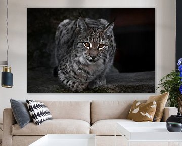 Een lynx op een donker plan zit en kijkt ironisch genoeg. Grote kat is streng en mooi.