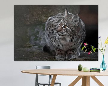 Een lynx op een donker plan zit en kijkt ironisch genoeg. Grote kat is streng en mooi.