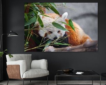 Cute red panda (small panda)Among the foliage of bamboo.  on the branches of a tree. Close-up. by Michael Semenov